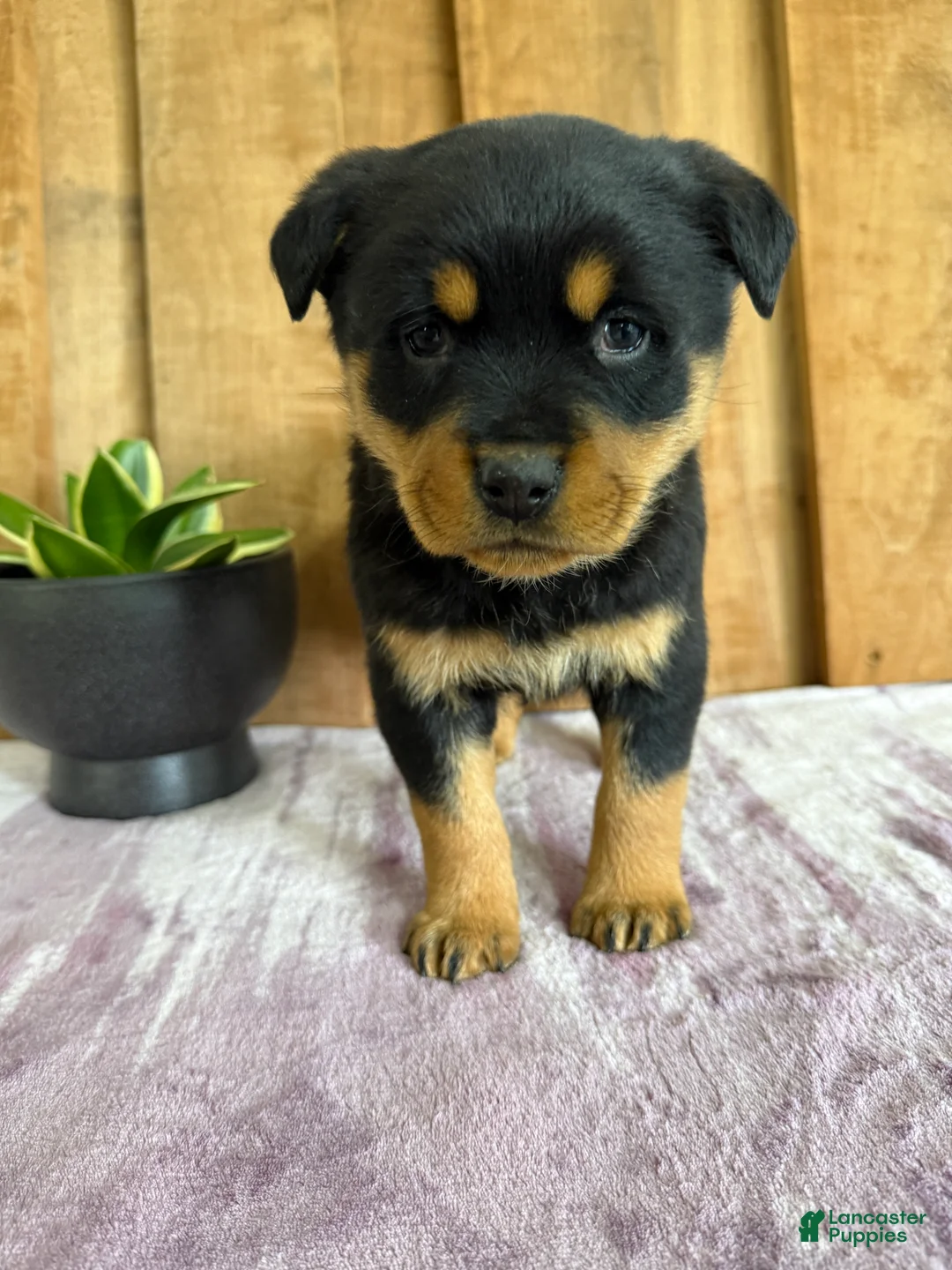 Rottweiler dogs for sale: Lucy - Ad 10