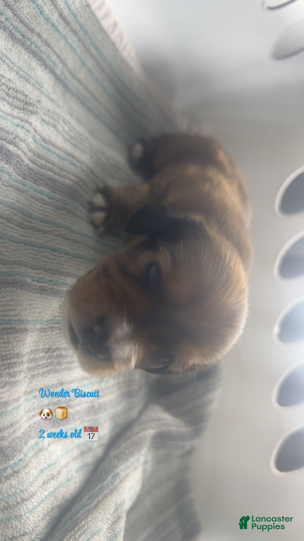 Mixed Breed dogs Wonder biscuit 🐶 🍞  - Ad 40