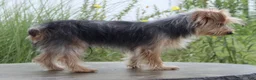 Yorkshire Terrier dogs for sale: Dash - Ad 6