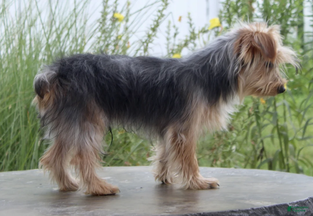 Yorkshire Terrier dogs for sale: Dash - Ad 6