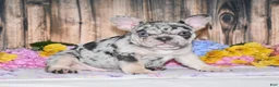 French Bulldog dogs for sale: Tinsley - Ad 4