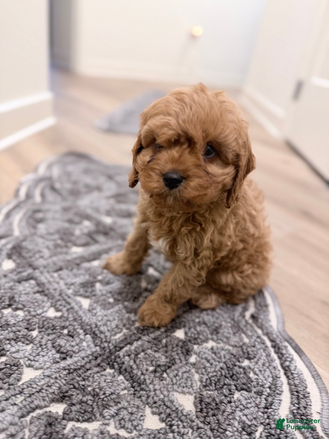 Cavapoo dogs for sale: CalmBoy  - Ad 2
