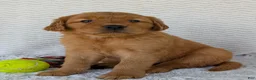 Golden Retriever dogs for sale: Porter  - Ad 15