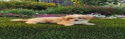 Havapoo dogs for sale: Avery - Ad 3