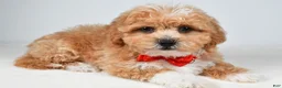 Shihpoo dogs for sale: Quinton - Ad 1