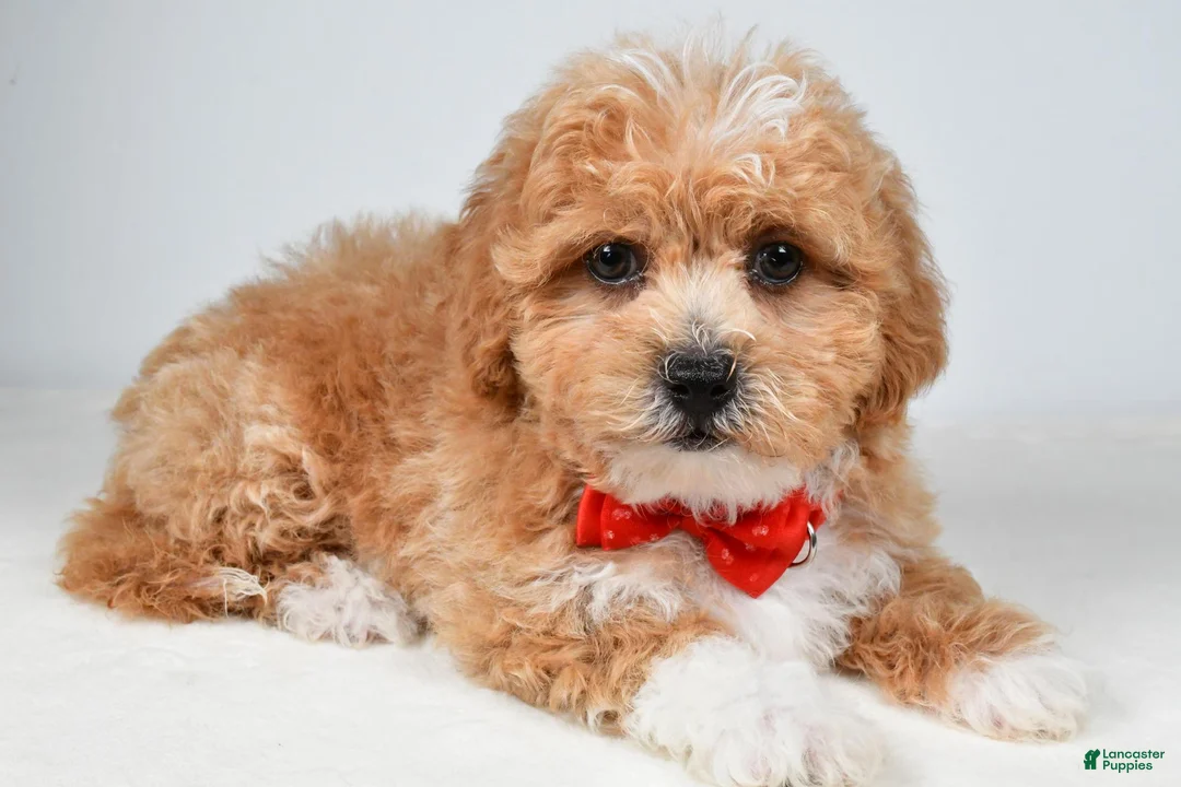Shihpoo dogs for sale: Quinton - Ad 1