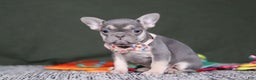 French Bulldog dogs for sale: Cora - Ad 4