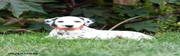 Dalmatian dogs for sale: Lorence - Ad 2