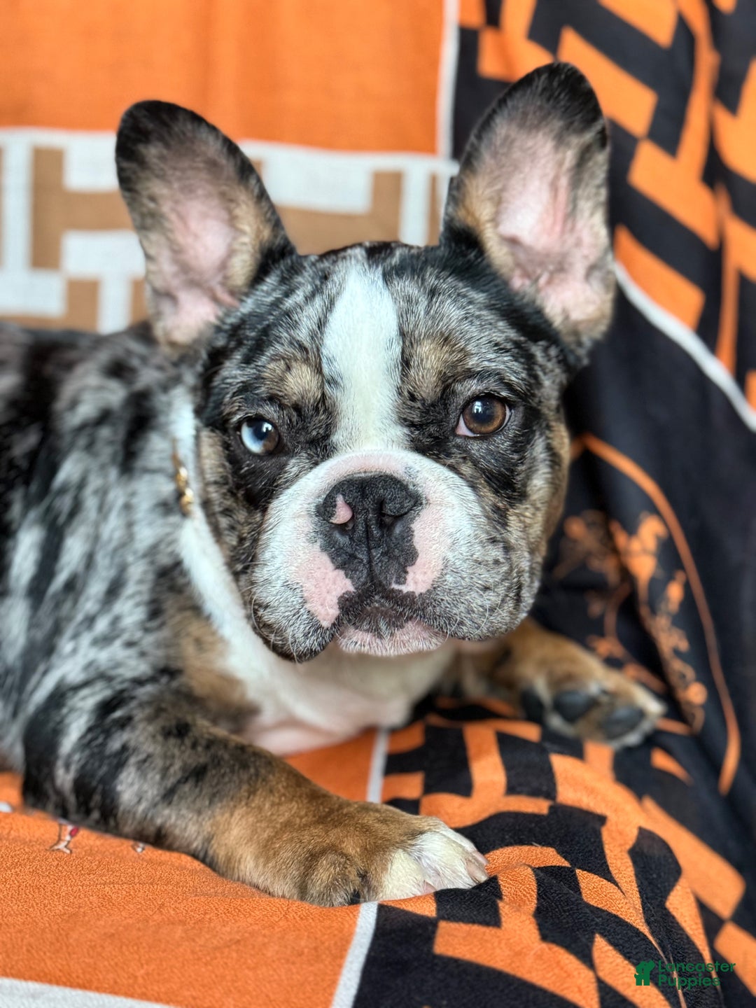 French Bulldog dogs for sale: Marcus - Ad 15