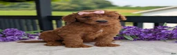 Goldendoodle dogs for sale: Miss Emmie - Ad 17