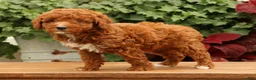 Miniature Poodle dogs for sale: Sonic - Ad 5