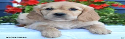 Miniature Golden Retriever dogs for sale: Petunia - Ad 4
