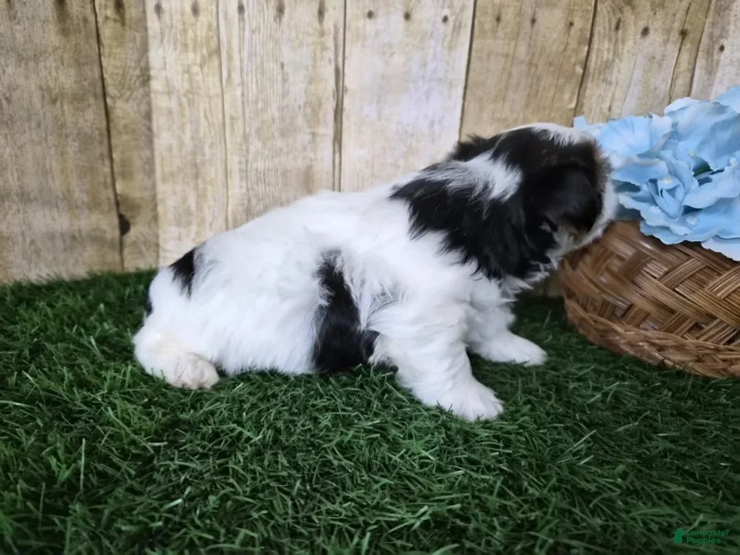 Biewer Terrier dogs for sale: Moose - Ad 7