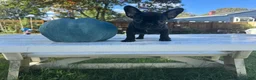 French Bulldog dogs for sale: Crowe - Ad 5