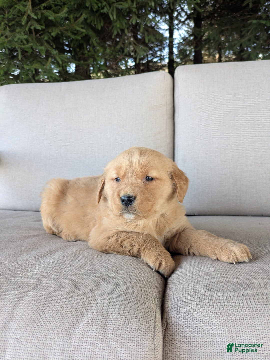 Golden Retriever dogs for sale: Bella  - Ad 4