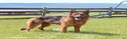 German Shepherd dogs for sale: Gatsby - Ad 6