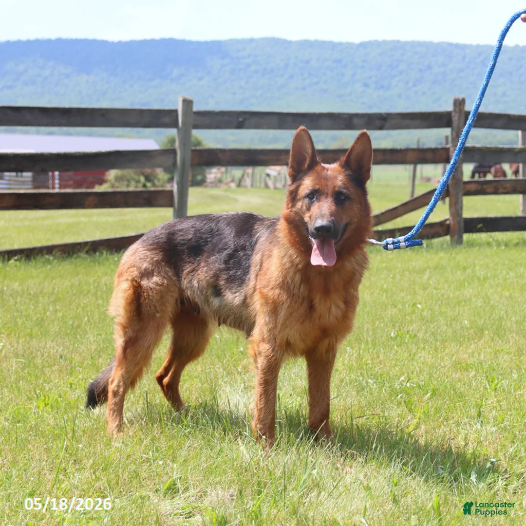 German Shepherd dogs for sale: Gatsby - Ad 6