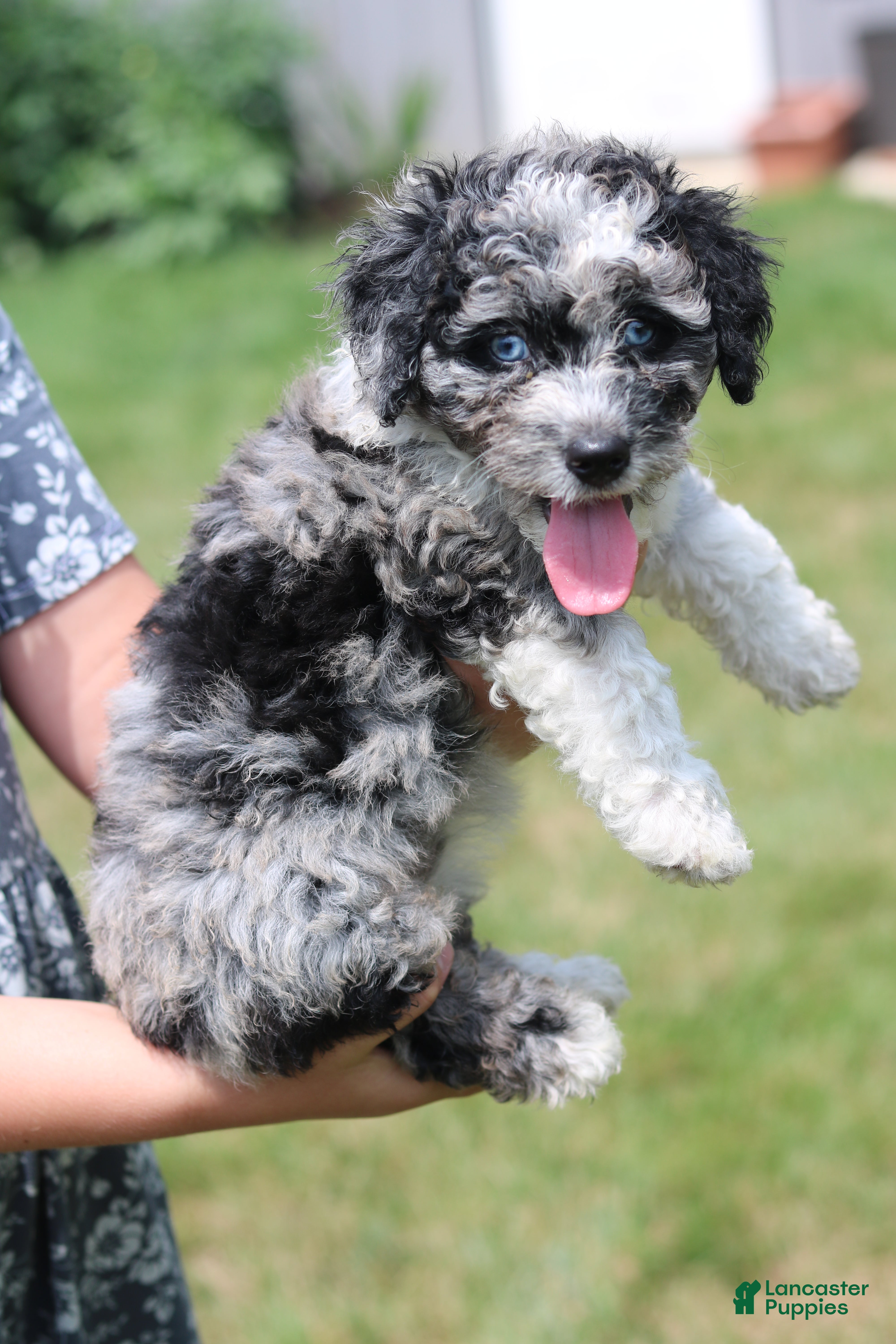 Mini Bernedoodle dogs Holly-F1b - Ad 2