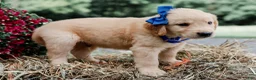 Golden Retriever dogs for sale: Adair AKC Golden Retriever Pup - Ad 5
