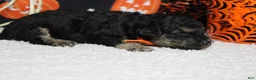 Toy Poodle dogs for sale: Marco  - Ad 6