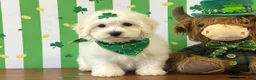 Bichon Frise dogs for sale: Cotton - Ad 1