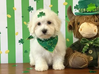 Bichon Frise dogs Cotton - Ad 42