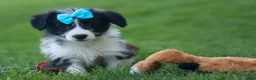 Corgipoo dogs for sale: NELSON - Ad 12