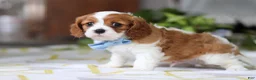 Cavalier King Charles Spaniel dogs for sale: Milo - Ad 4