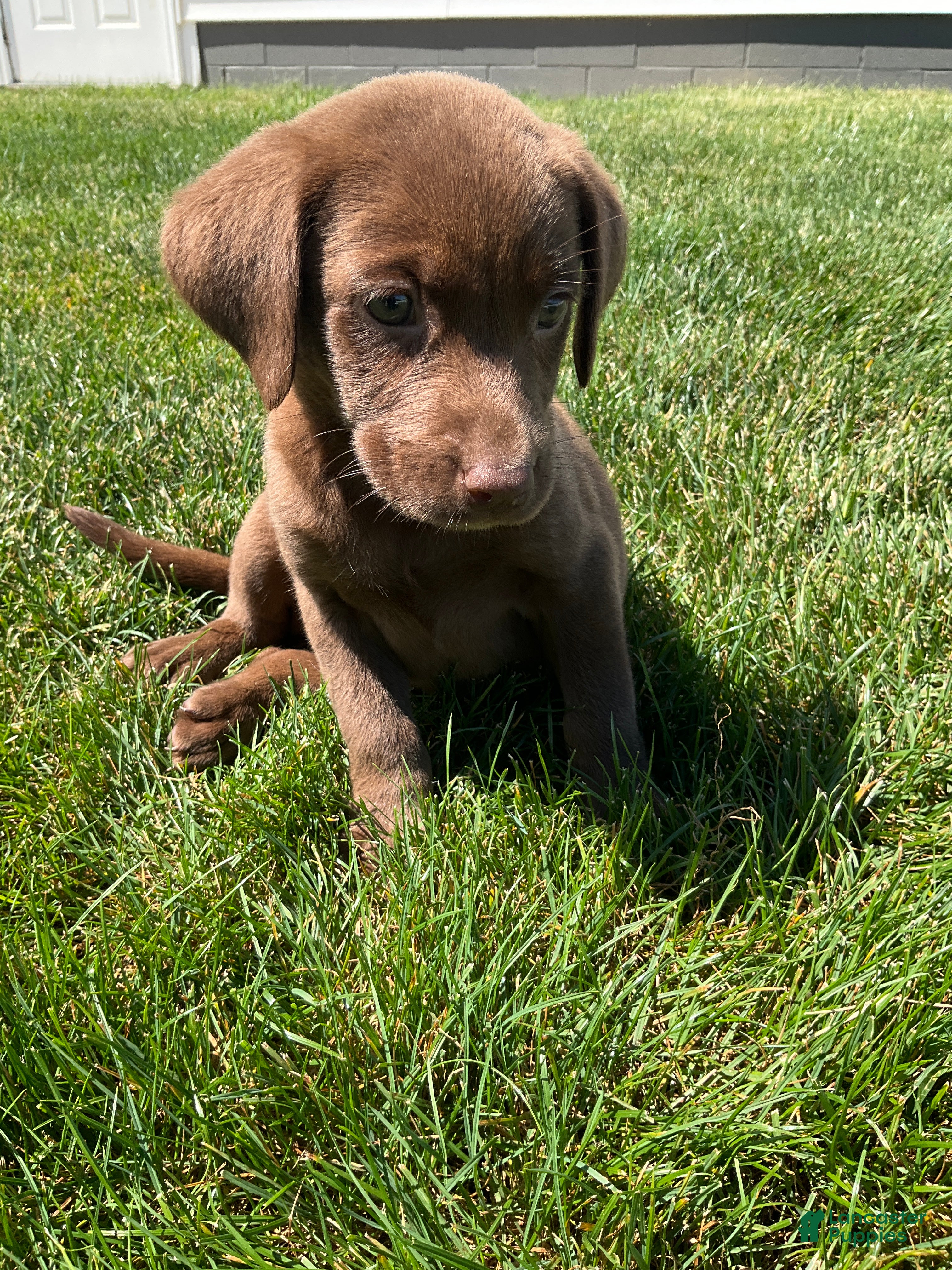 Labrador Retriever dogs Cassidy - Ad 1