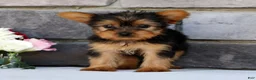 Morkie dogs for sale: Opal - Ad 6