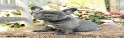French Bulldog dogs for sale: Ka Choo - Ad 2