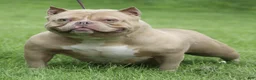 American Bully dogs for sale: Red Merle Male - Ad 2
