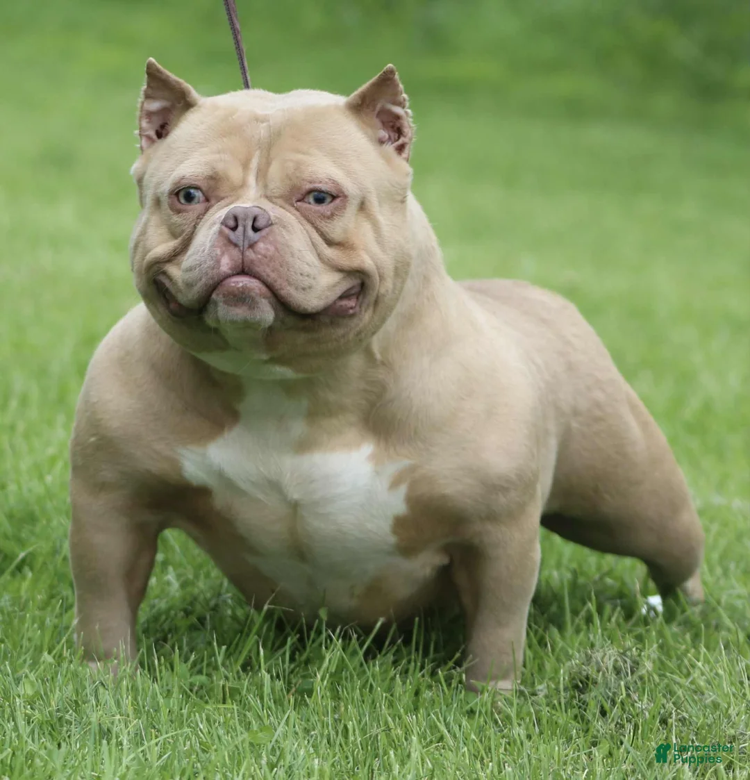 American Bully dogs for sale: Red Merle Male - Ad 2