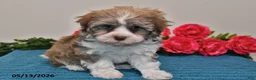 Havanese dogs for sale: Cash - Ad 4