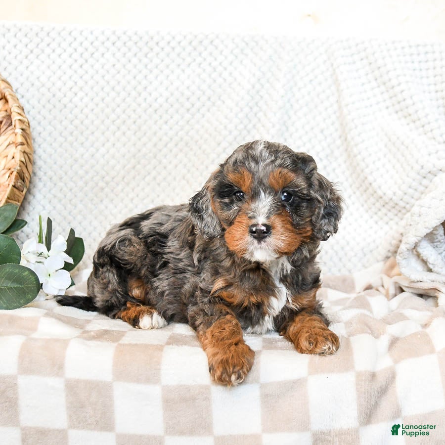 Cavapoo dogs Pepper - Ad 4
