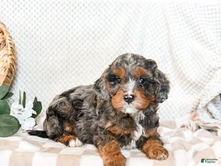Cavapoo dogs Pepper - Ad 7