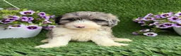 Mixed Breed dogs for sale: Bear - Ad 3