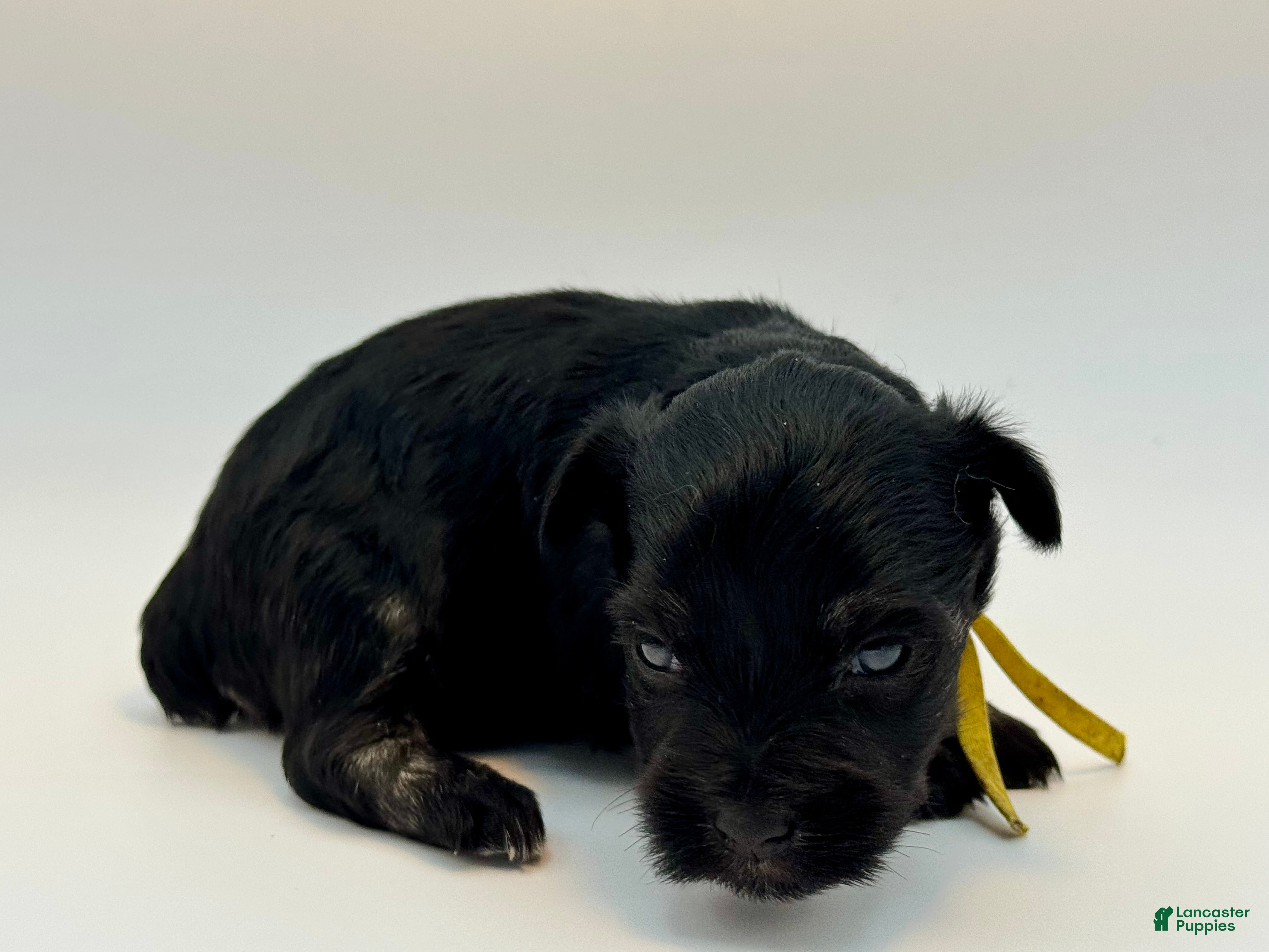 Miniature Schnauzer dogs Bunny - Ad 1