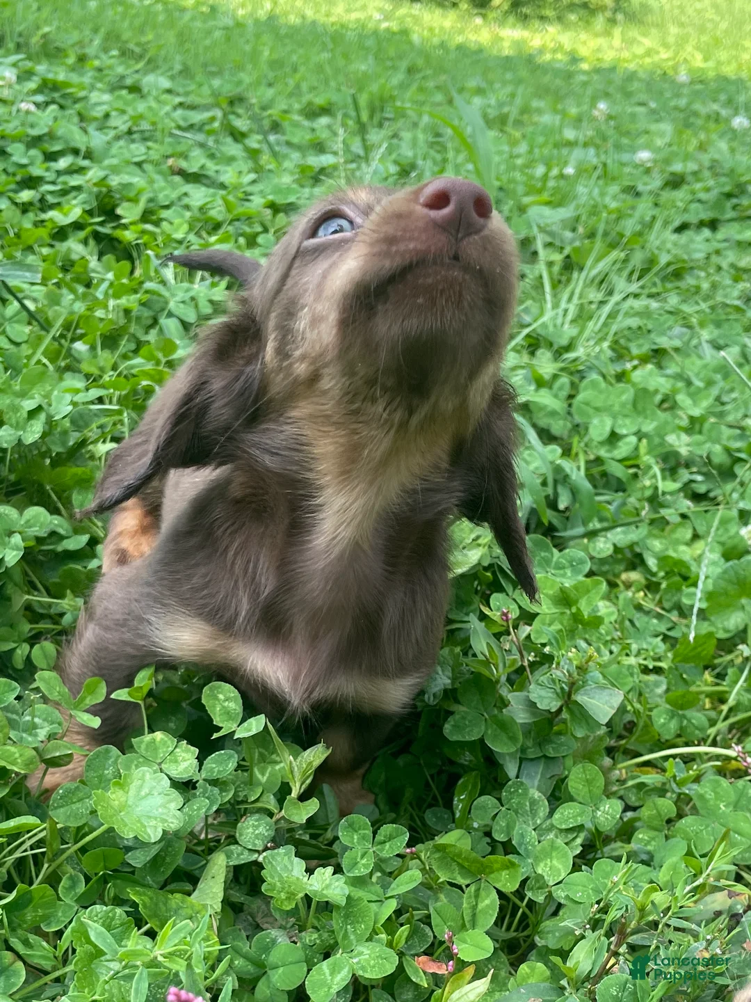 Miniature Dachshund dogs for sale: Scarlet  - Ad 2