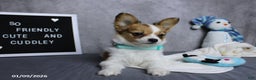 Papillon dogs for sale: Nick  - Ad 4