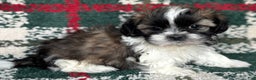 Shih Tzu dogs for sale: Dasher - Ad 2