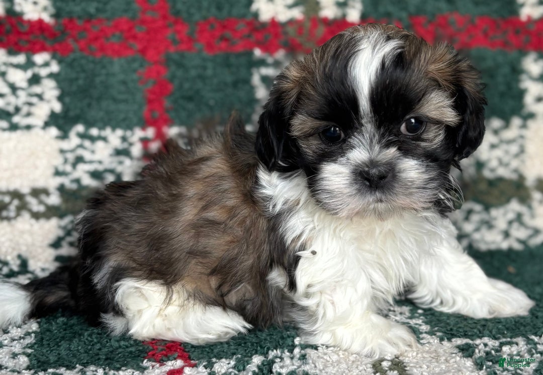 Shih Tzu dogs for sale: Dasher - Ad 2