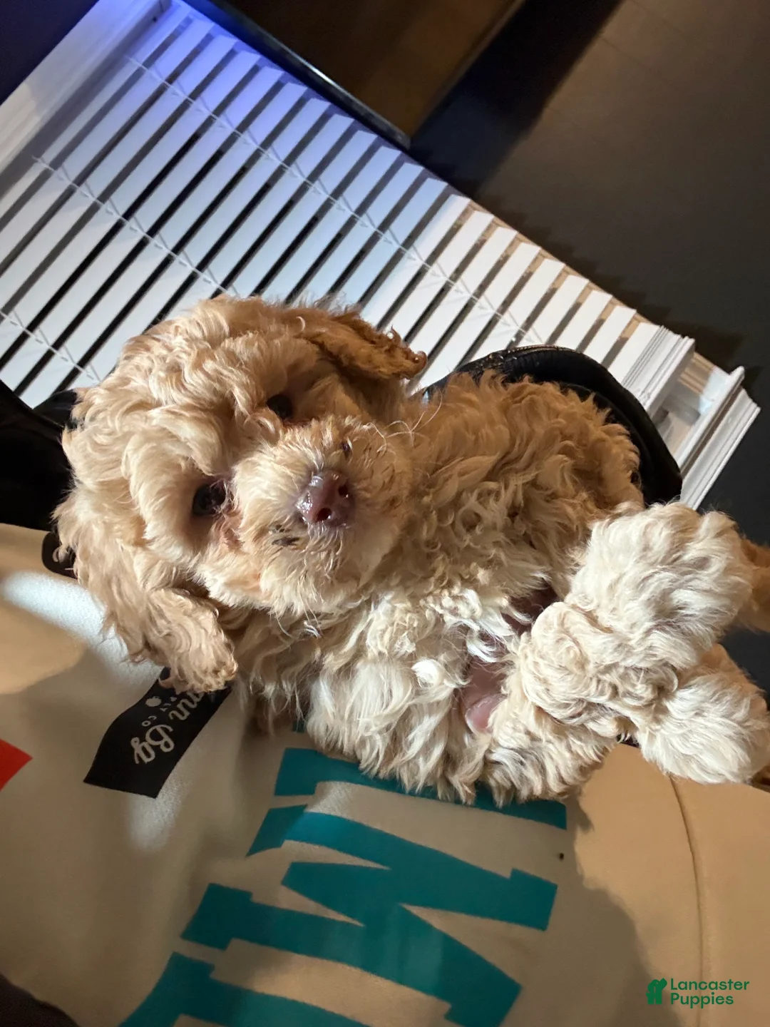 Miniature Poodle dogs for sale: Miniature Poodle Puppy 2 - Ad 1
