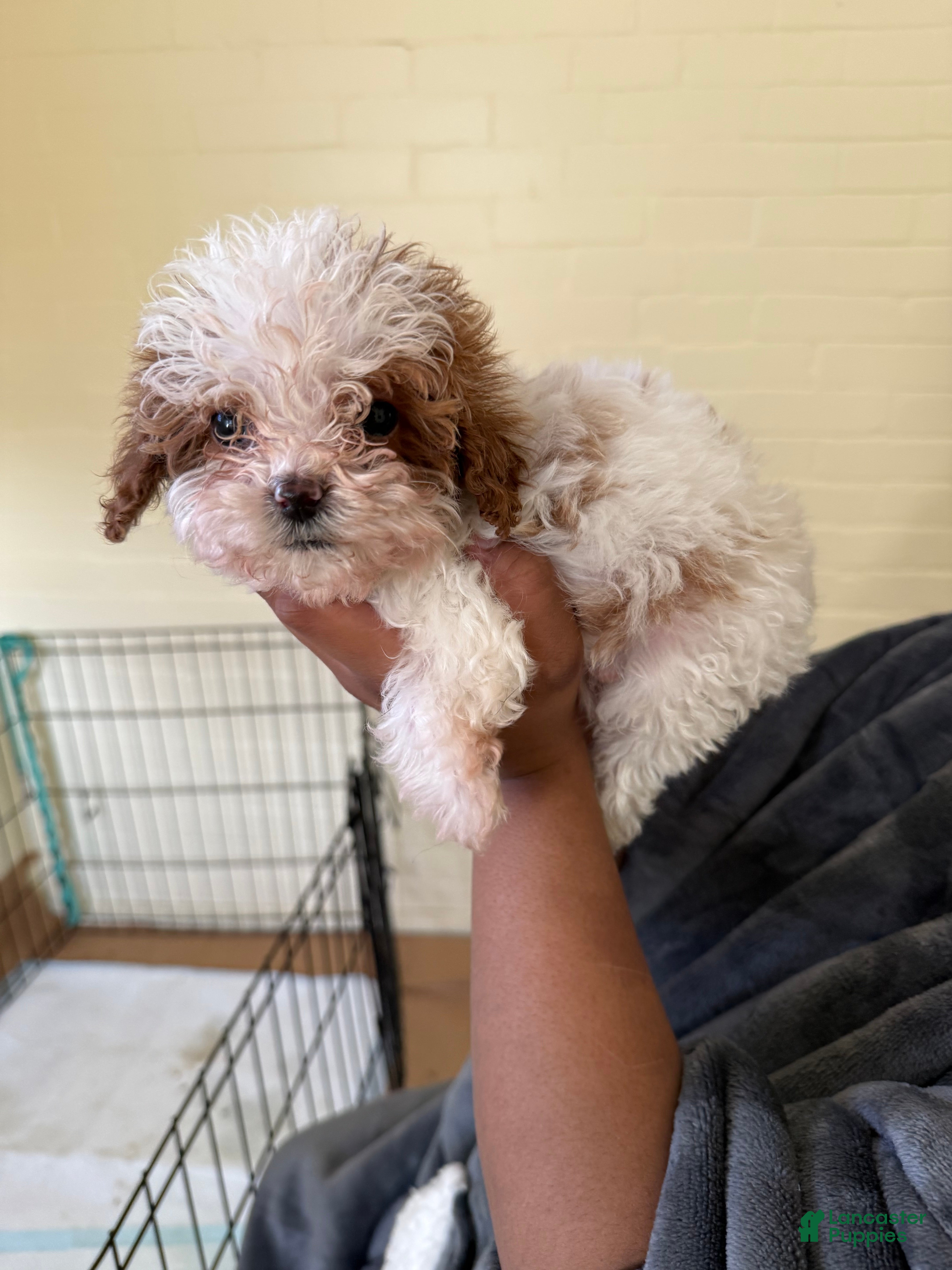 Cavapoo dogs for sale: Charlie - Ad 3