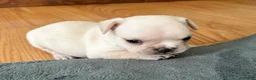 French Bulldog dogs for sale: French Bulldog Cooper - Ad 3