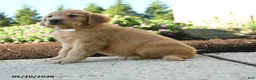 Golden Retriever dogs for sale: Hunter - Ad 2