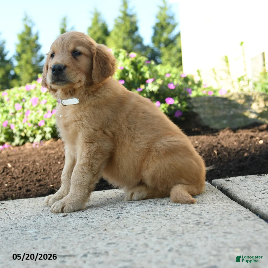 Golden Retriever dogs for sale: Hunter - Ad 2