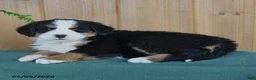 Bernese Mountain Dog dogs for sale: Princess - Ad 2