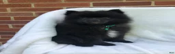 Pomeranian dogs for sale: Panther - Ad 5