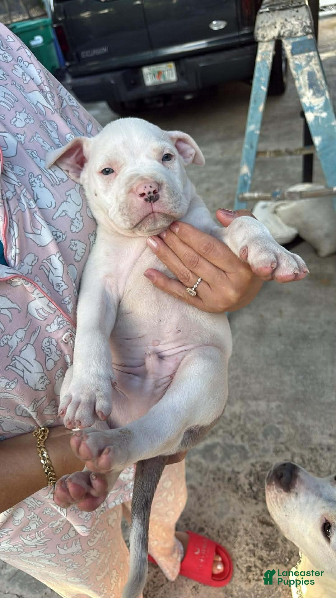 American Bully dogs American Bully Puppy 2 - Ad 4